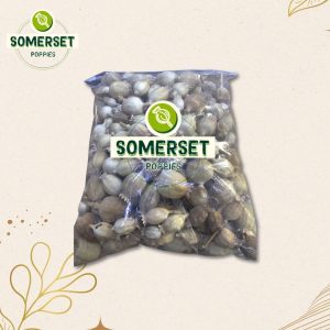 Somerset’s finest poppies with seeds