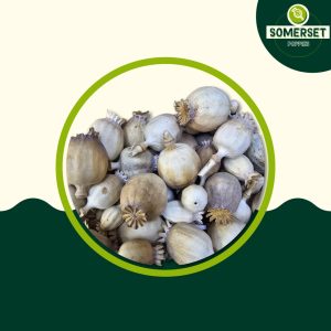 Austrian Finest White Poppy Seeds