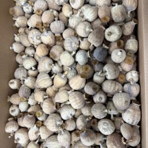 Dutch’s finest decorative poppies <br>2kg