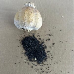 Somerset’s finest decorative Poppies XL size head