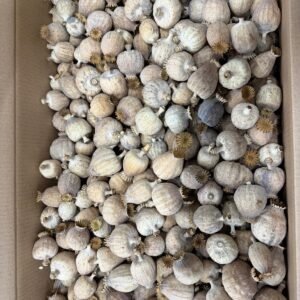 Somerset’s finest decorative Poppies XL size head