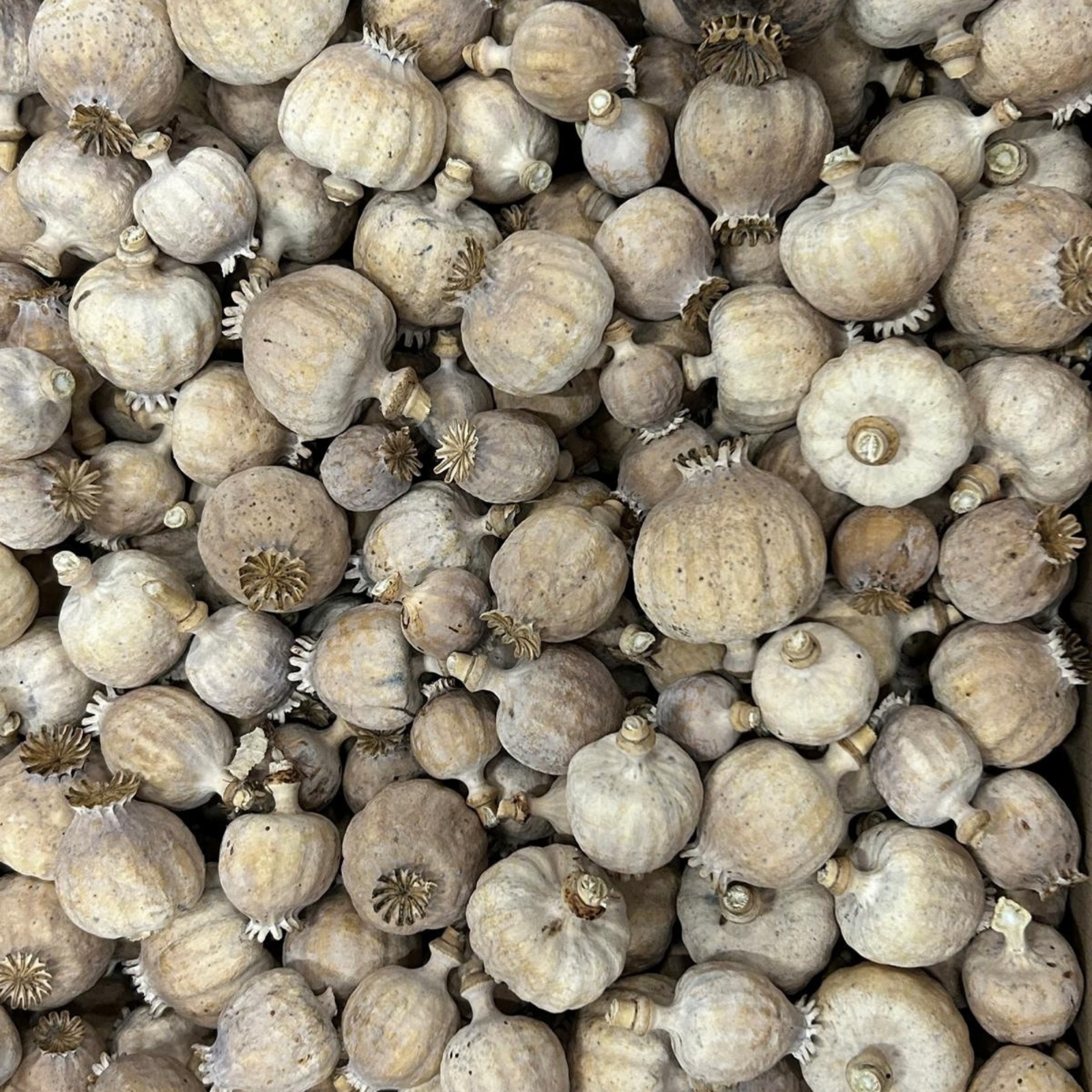 Somerset’s finest dried decorative poppy heads - Image 2