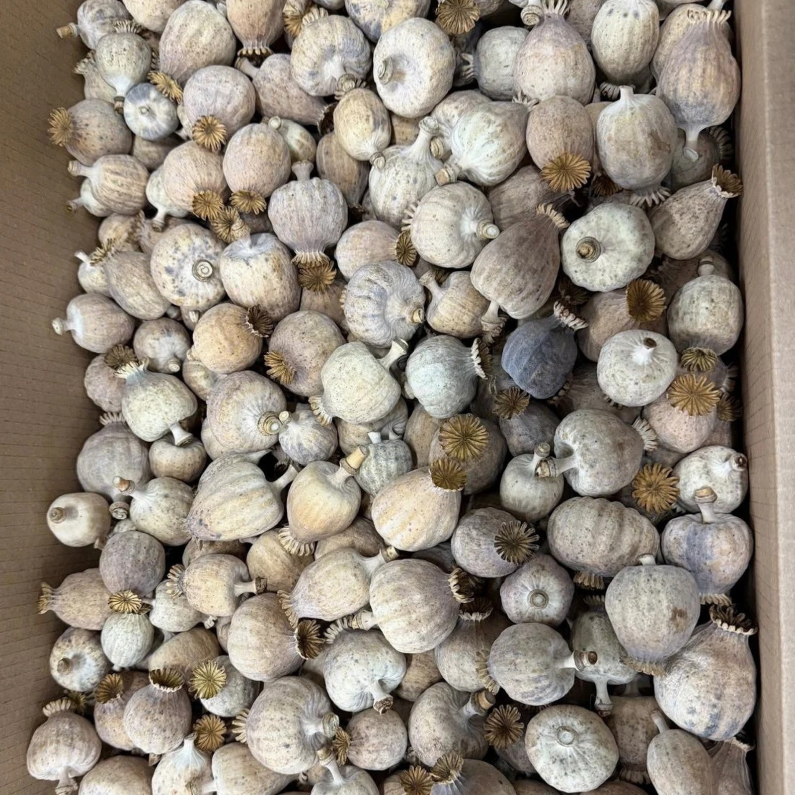 Somerset’s finest dried decorative poppy heads - Image 3